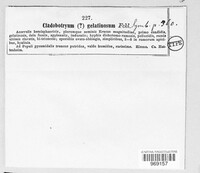 Cladobotryum gelatinosum image